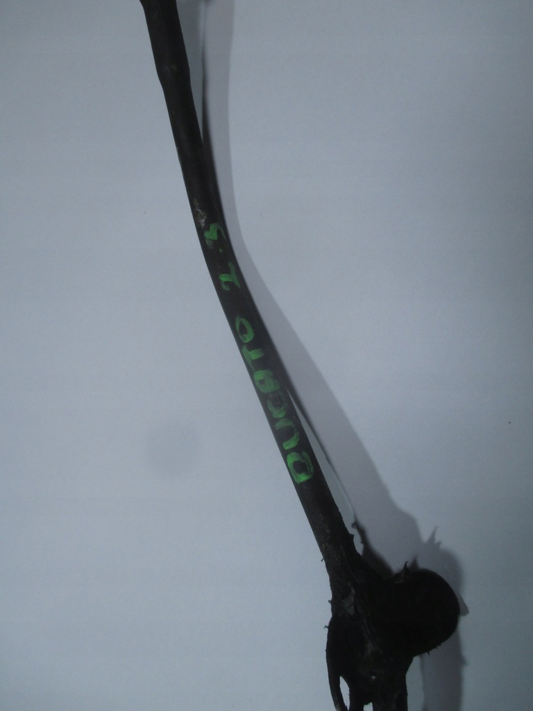 BAIONETA DIP ULEI FIAT DUCATO 2.3 06-11 EU 4 Product image